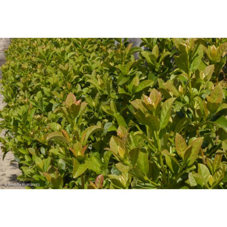 Viburnum Odoratissimum