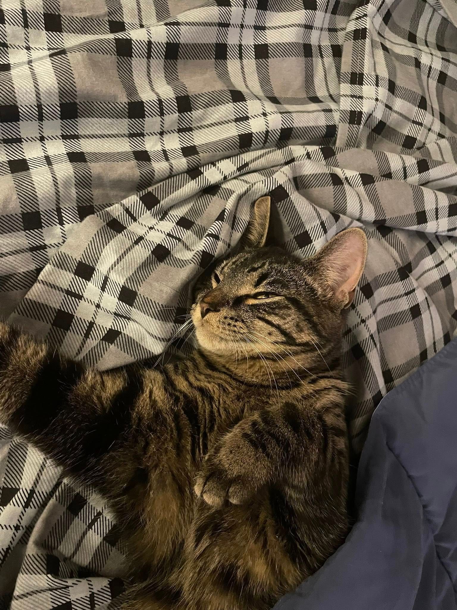 Cat sleeping on a plaid blanket, content expression, brown tabby with closed eyes.