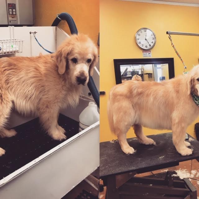 Photos Diego's Dogs Grooming 24 hour dog daycare san diego ca 92126