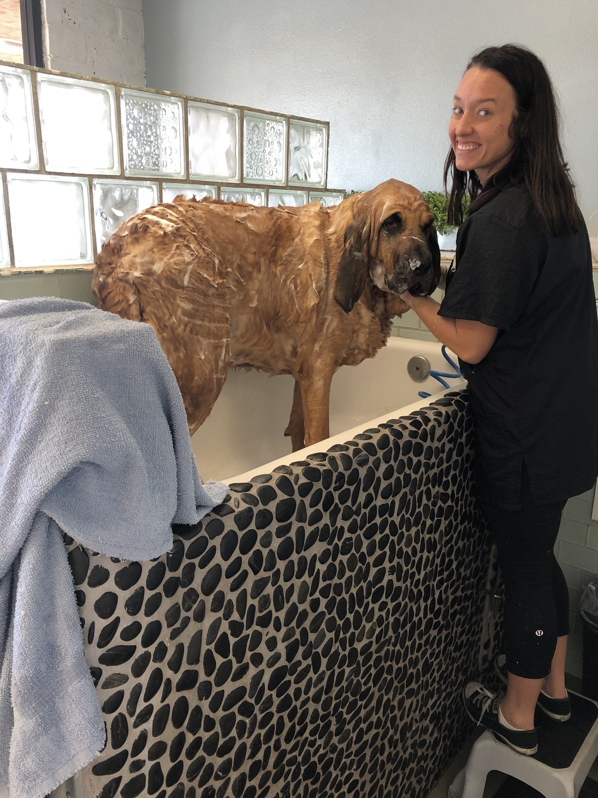 Photos Diego's Dogs Grooming 24 hour dog daycare san diego ca 92126
