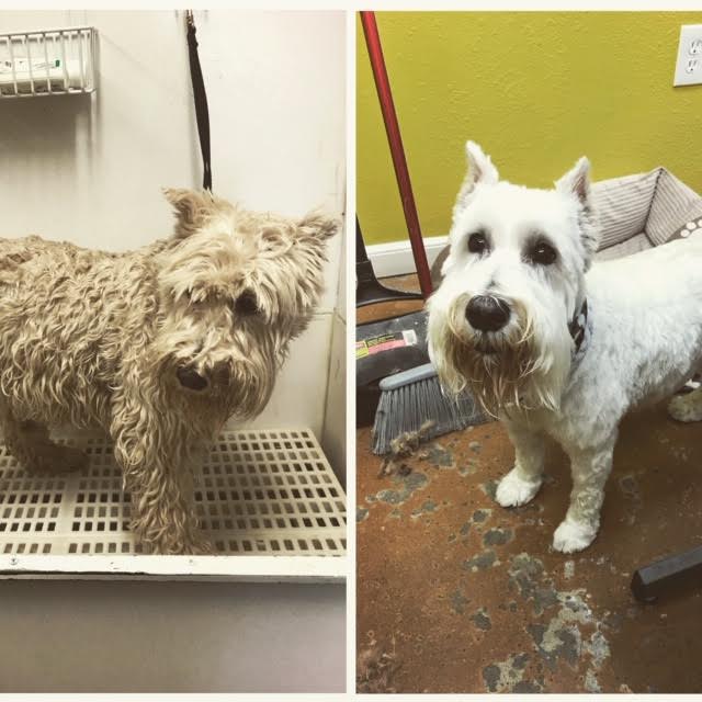 Photos Diego's Dogs Grooming 24 hour dog daycare san diego ca 92126