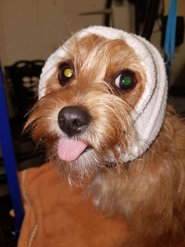 Photos Diego's Dogs Grooming 24 hour dog daycare san diego ca 92126