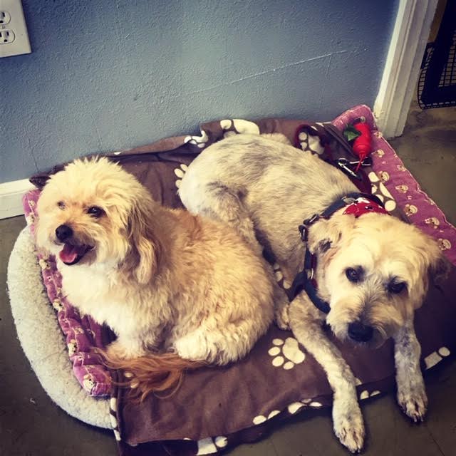 Photos Diego's Dogs Grooming 24 hour dog daycare san diego ca 92126