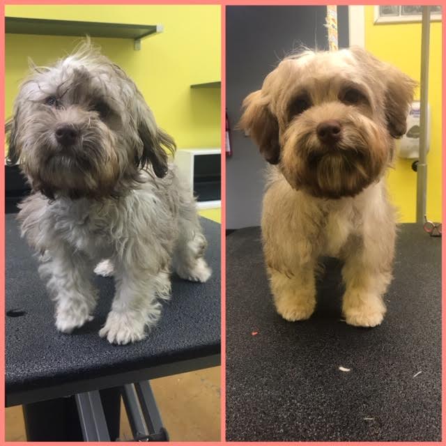 Photos Diego's Dogs Grooming 24 hour dog daycare san diego ca 92126