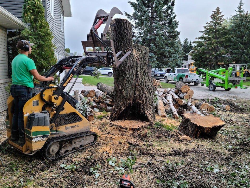 removing tree from front yard