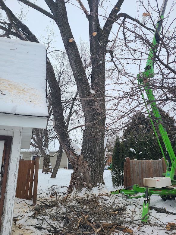 tree removal close to house