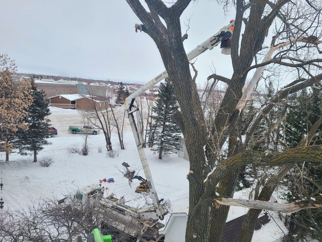 tree removal using bucket truck