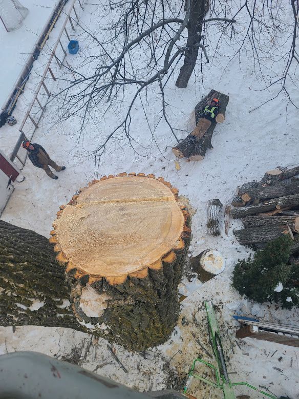 tree removal in the winter