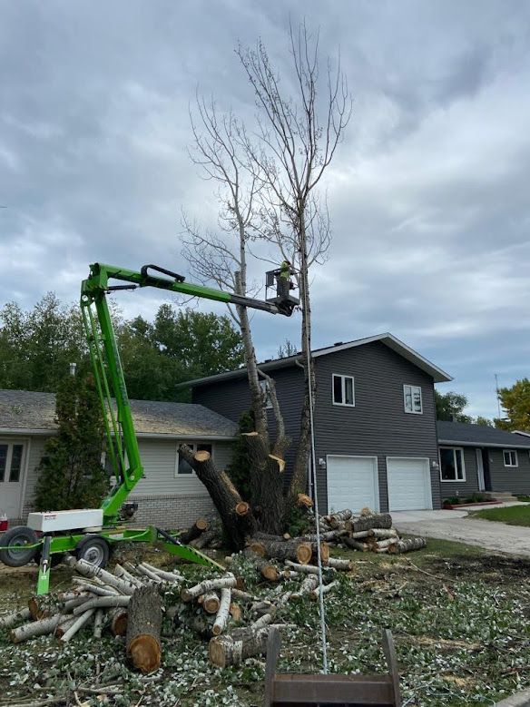tree removal service