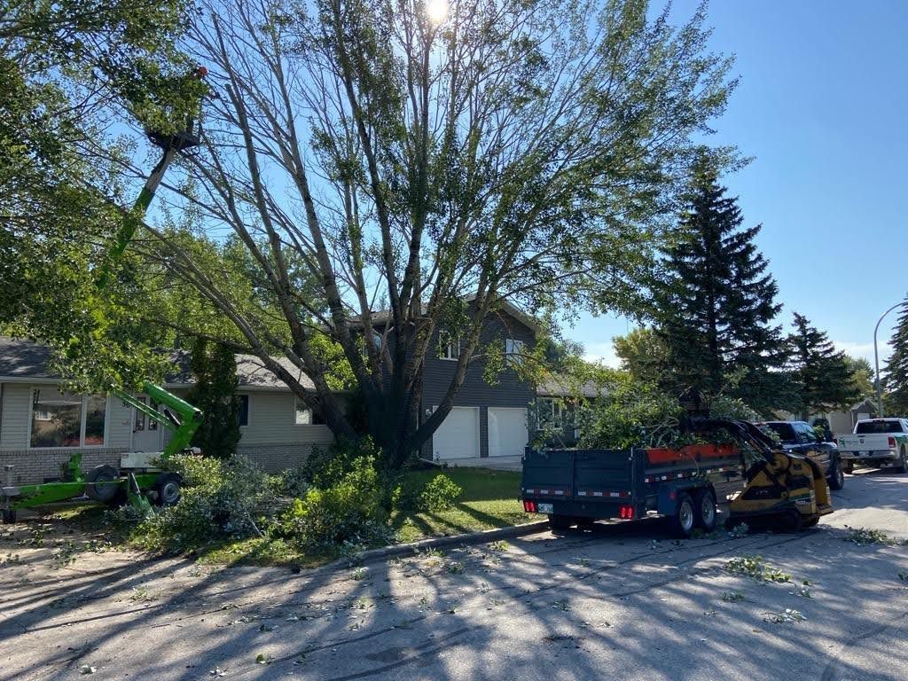 Tree trimming service