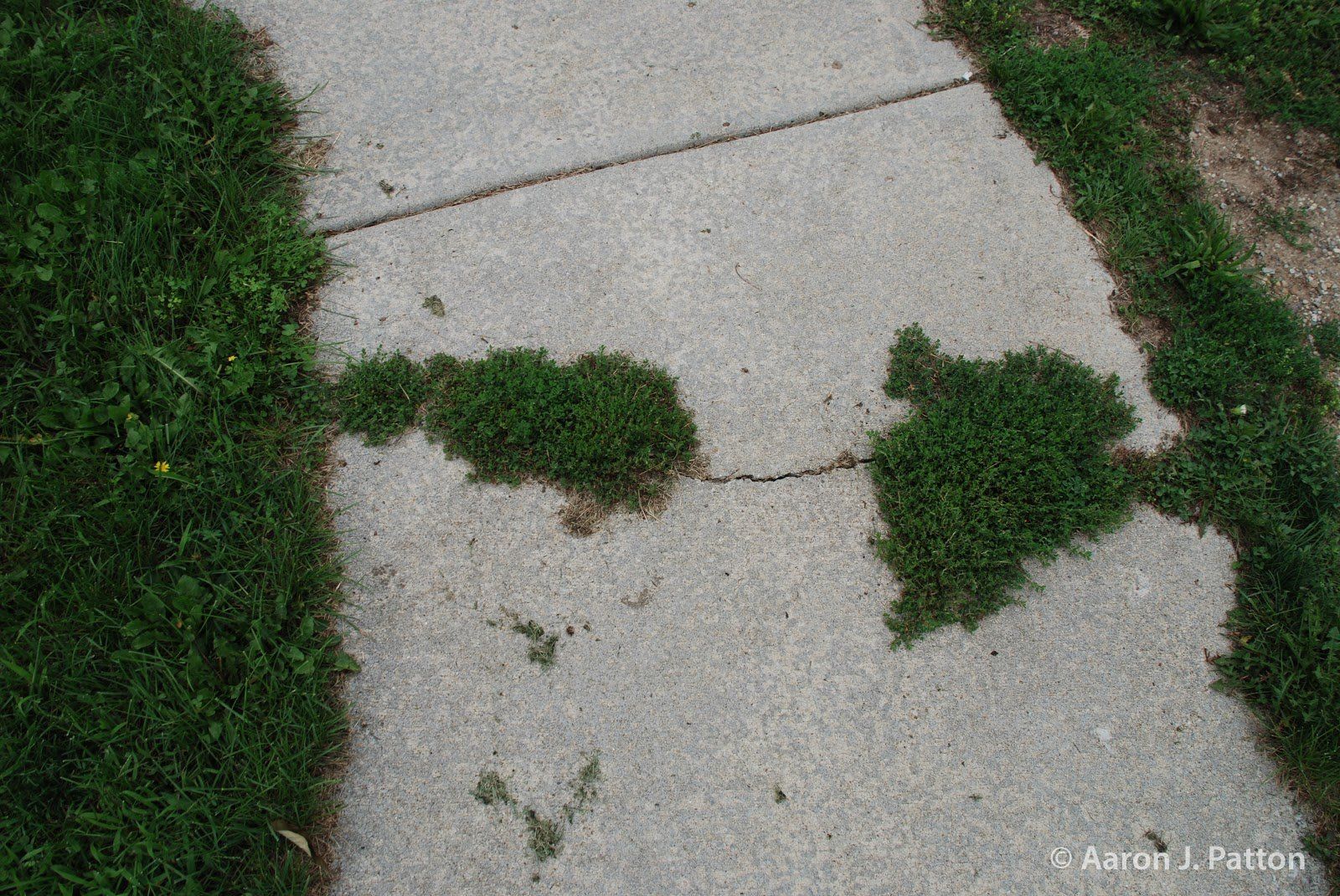 prostrate knotweed overtaking walkway
