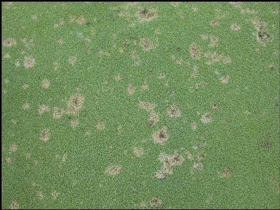 Putting green affected by dollar spot