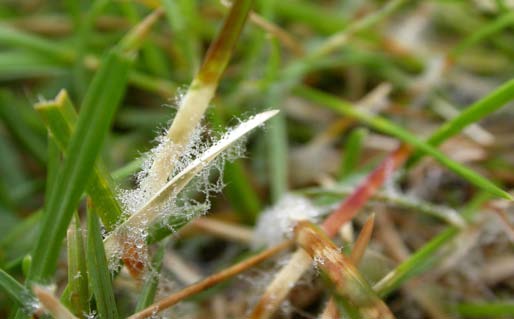 Cotton like substance mycelium