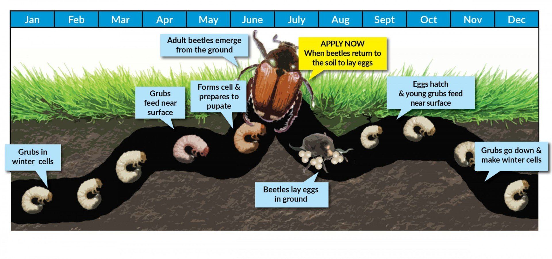 grubs in ground to adulthood from larvae to beetles