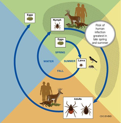 black legged ticks life cycle