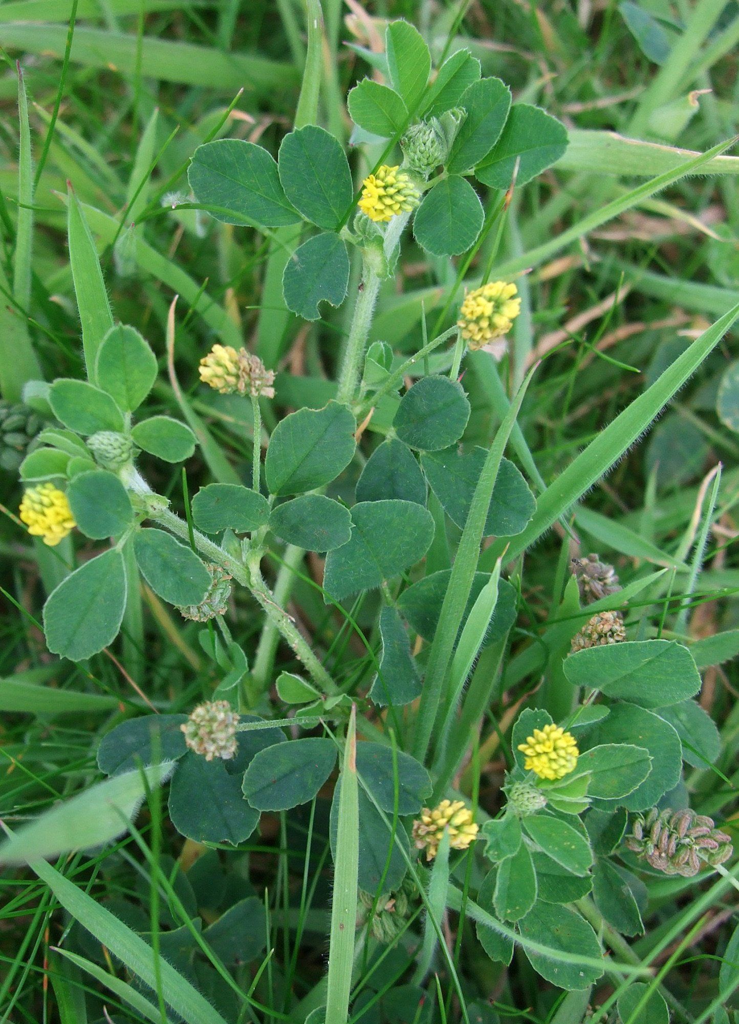 black medic weed with small flowers in lawn