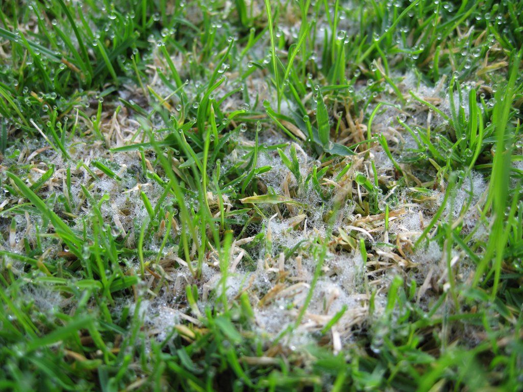 brown patch mycelium white