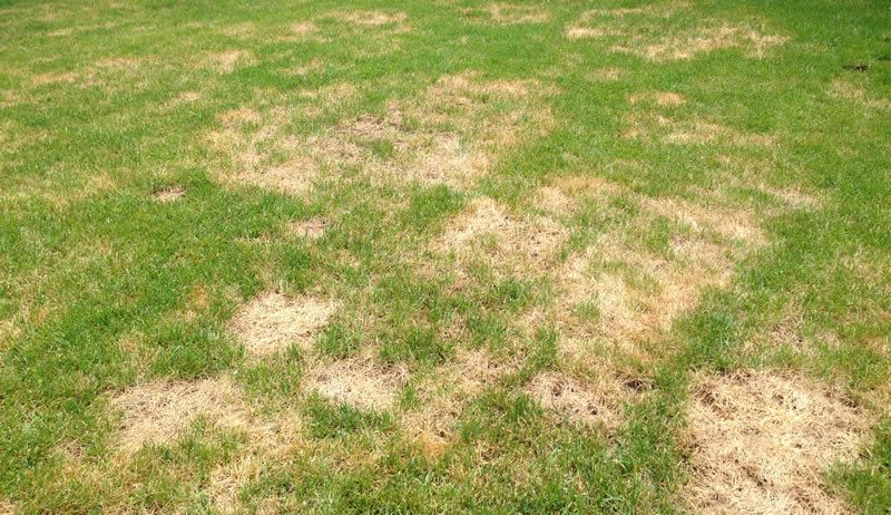 3 Summer Turf Diseases …and How to SOLVE THEM ALL!