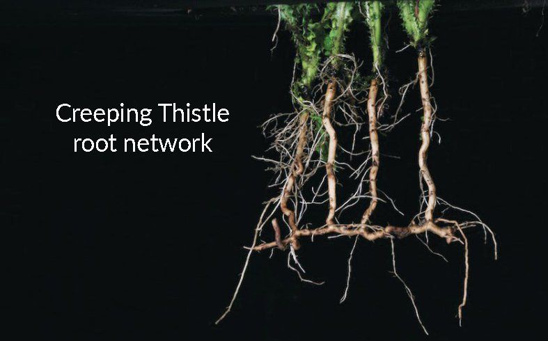 creeping thistle root network