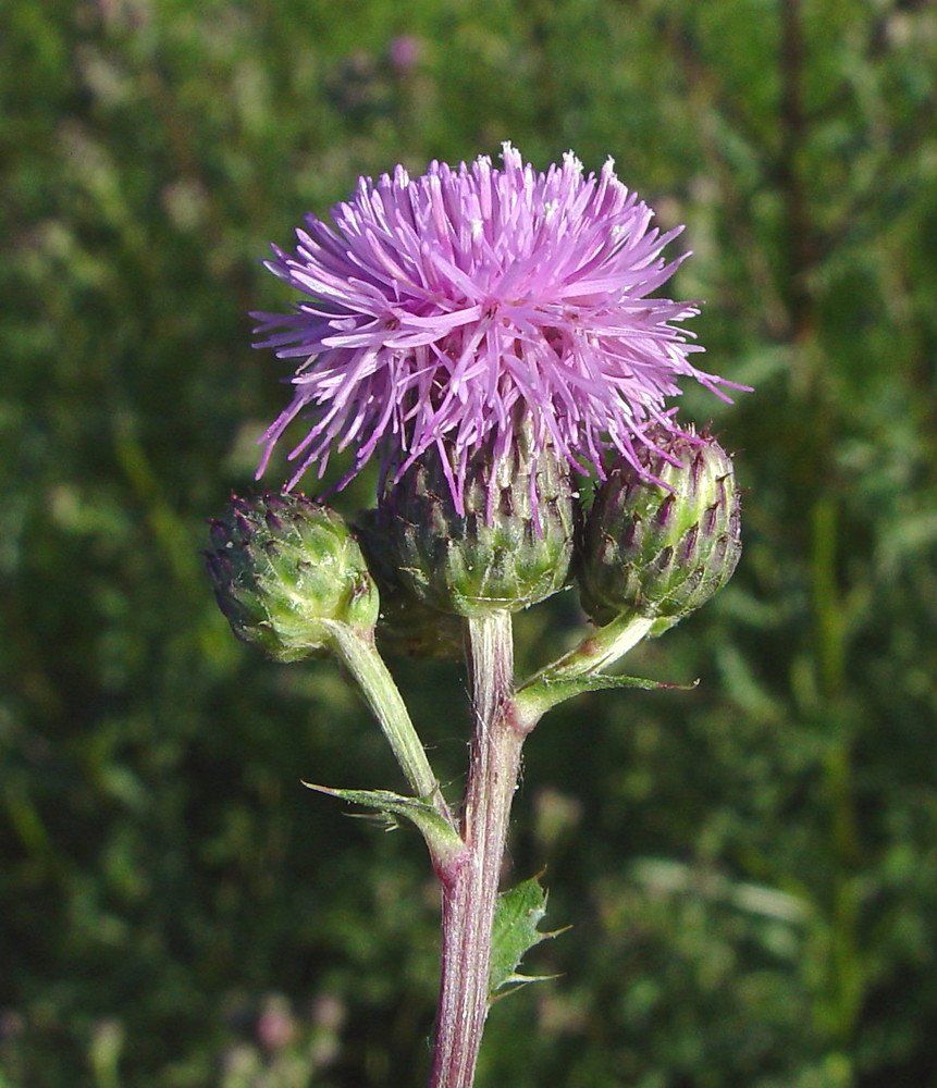 creeping thistle top