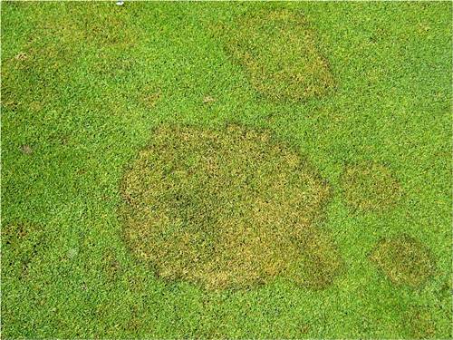 darker brown patch on lawn