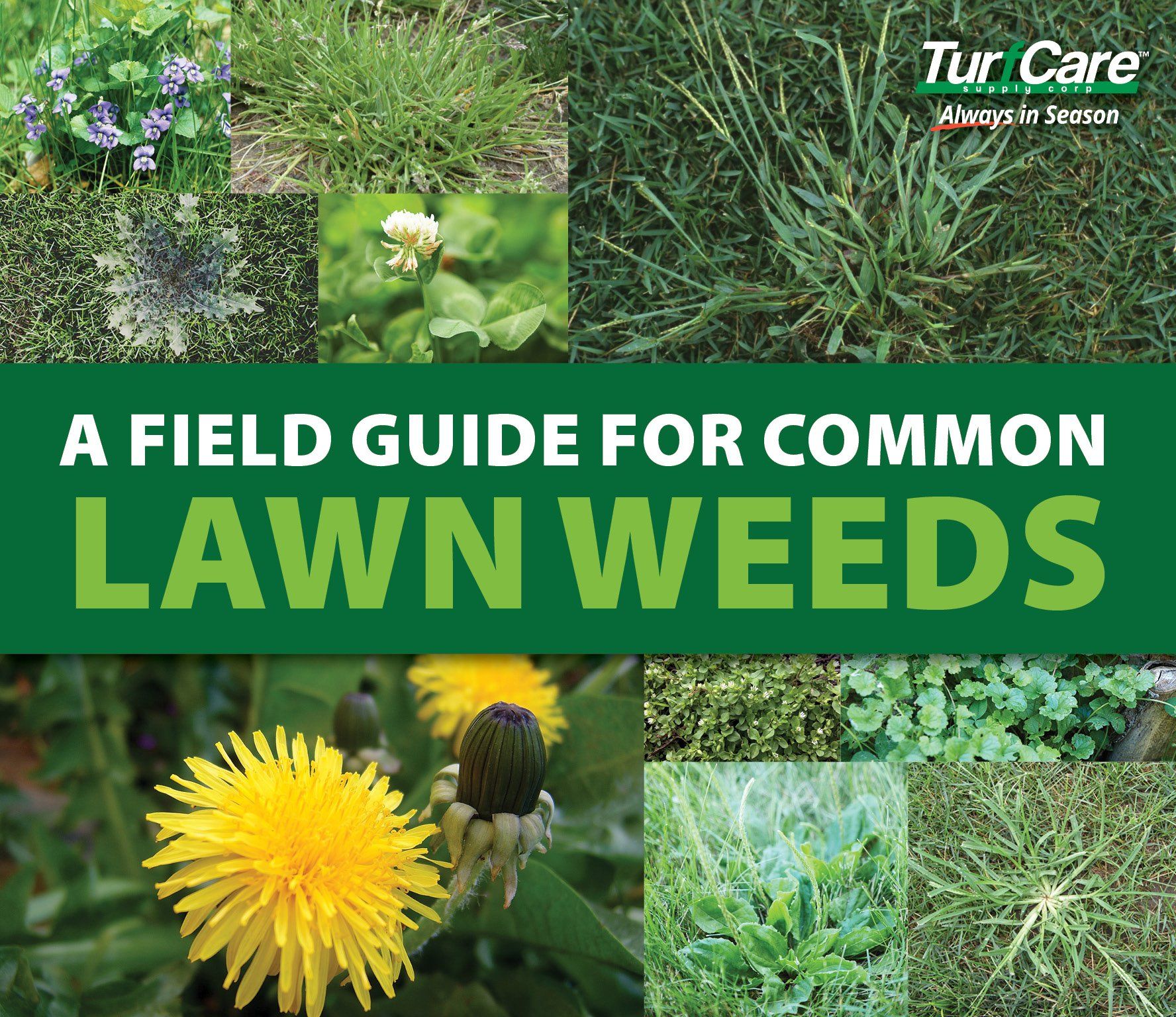 lawn weeds types