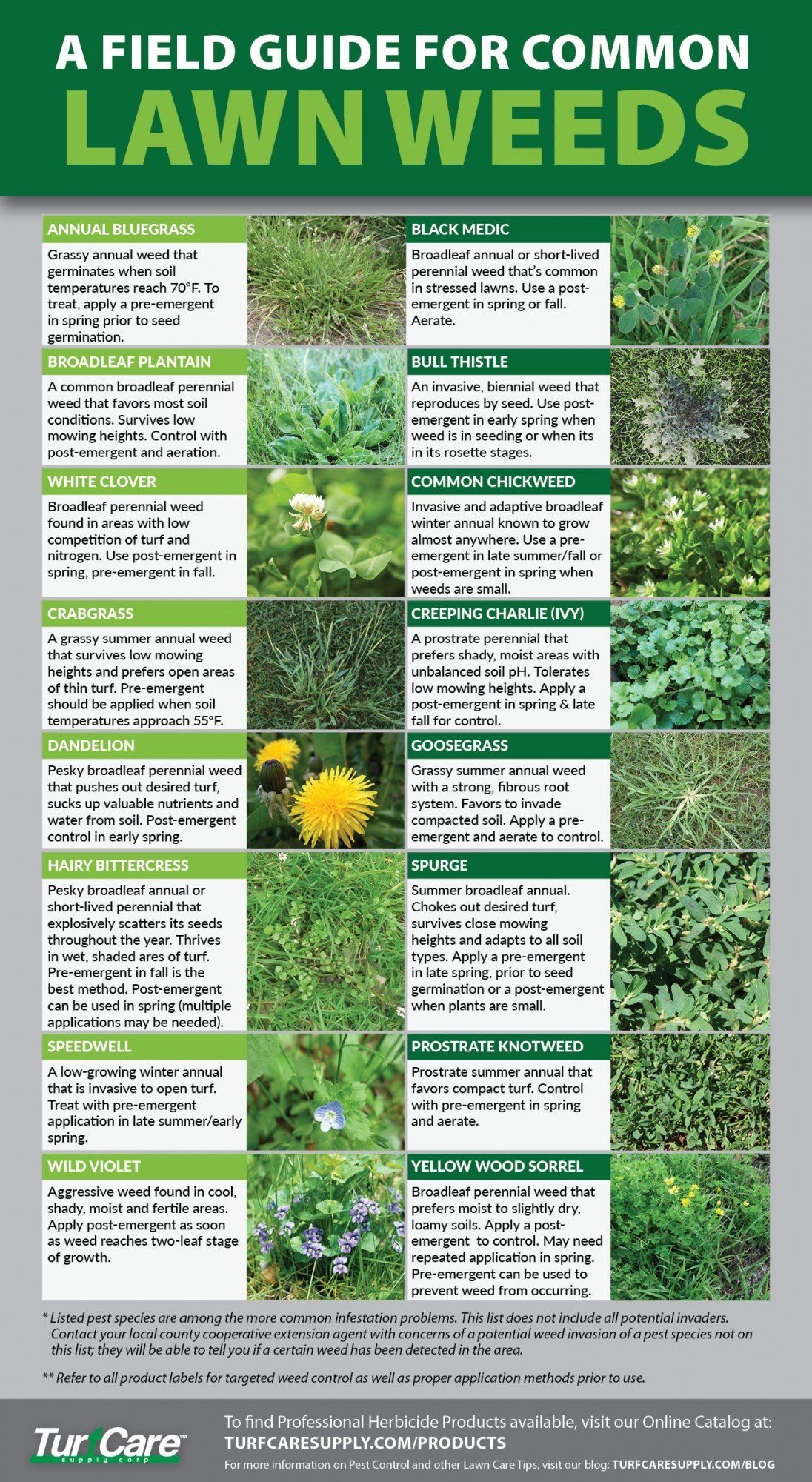 field guide for common lawn weeds chart
