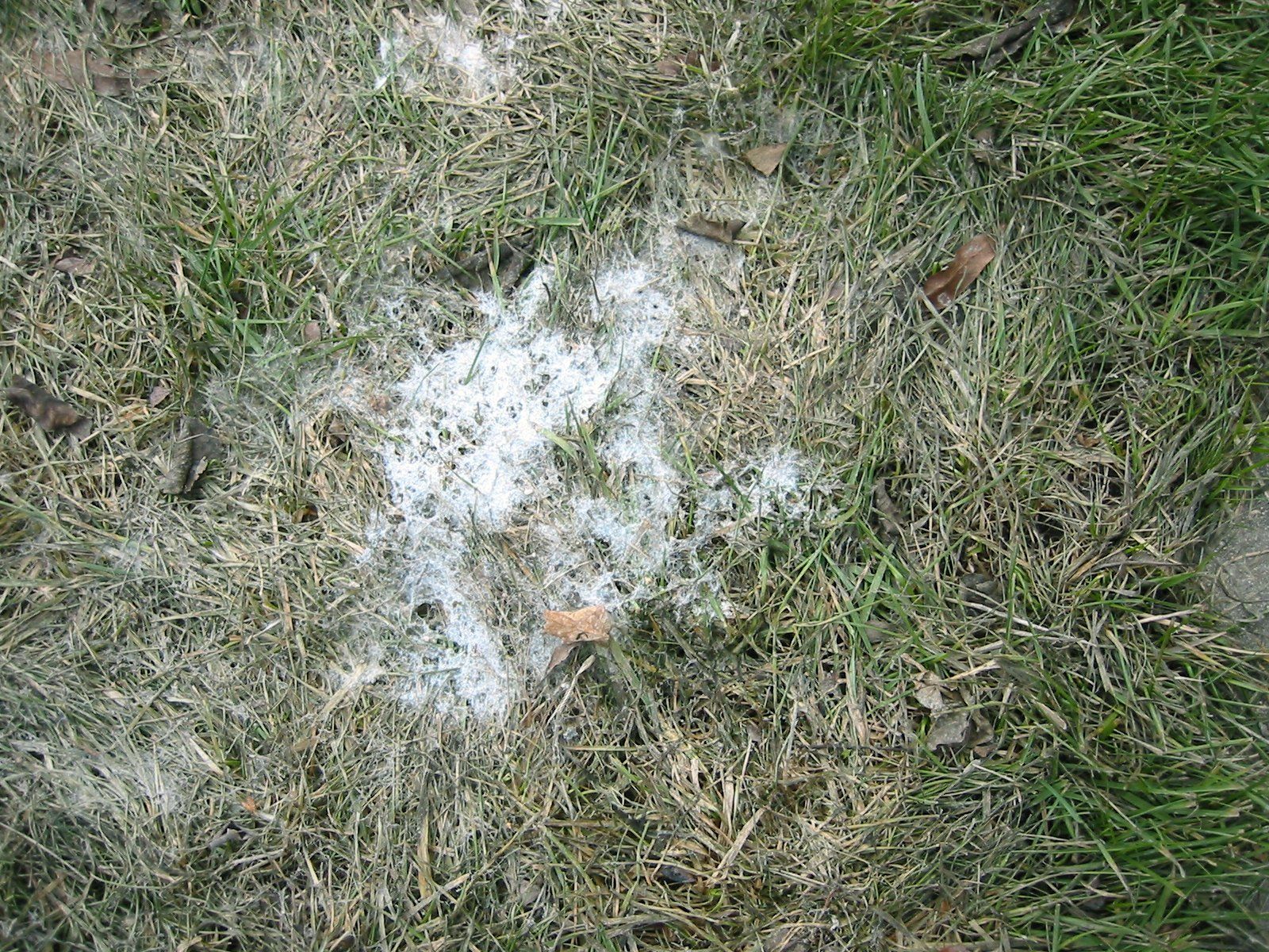 gray snow mold typhula blight