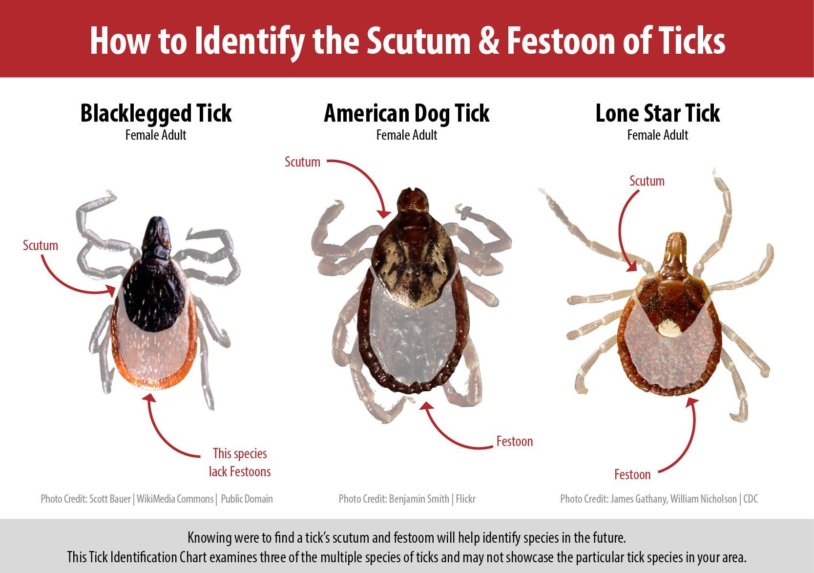 how to identify the scutum and festoon of ticks