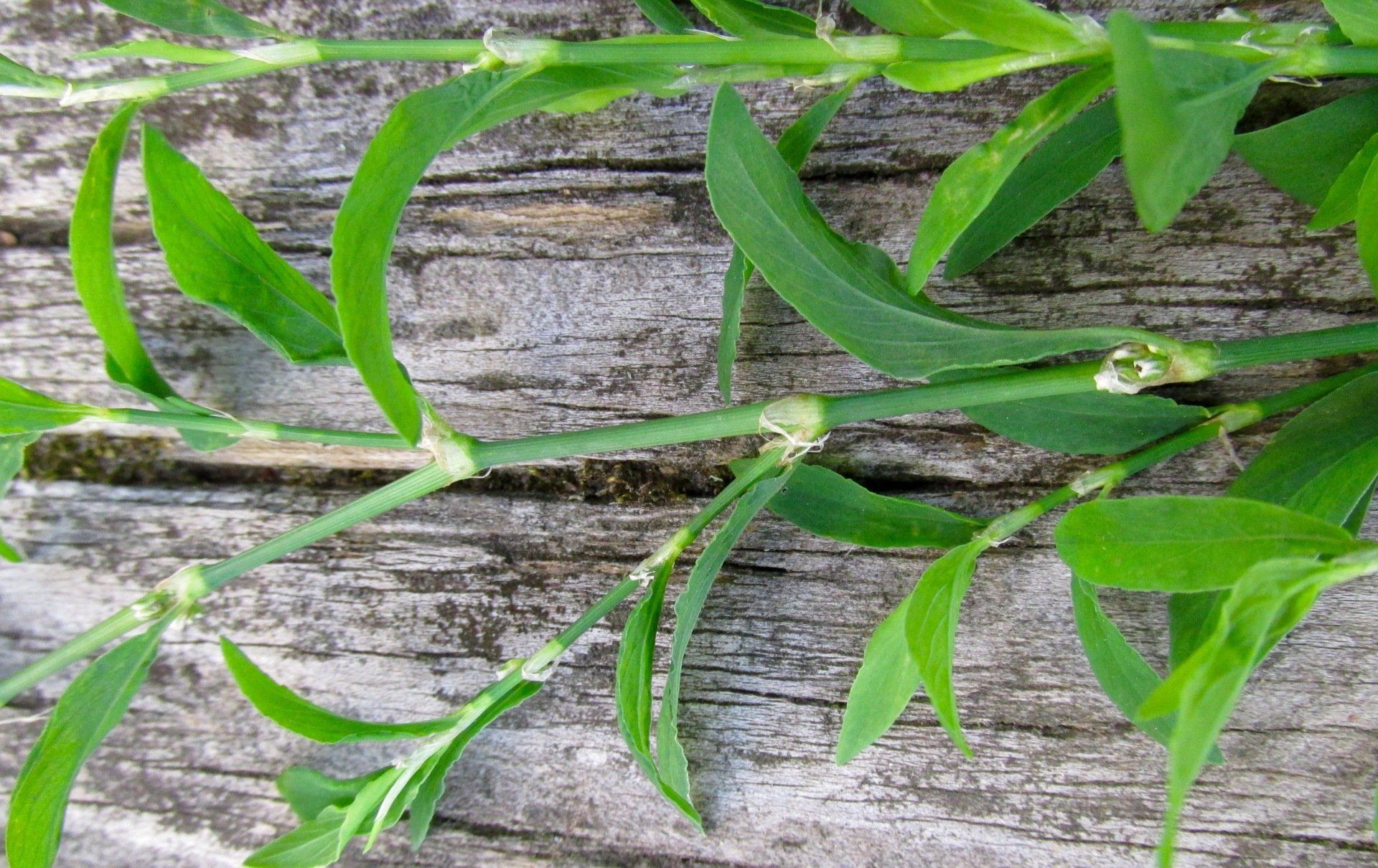prostrate knotweed leaf stipules