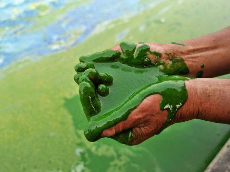 man holding algal bloom green slime dripping