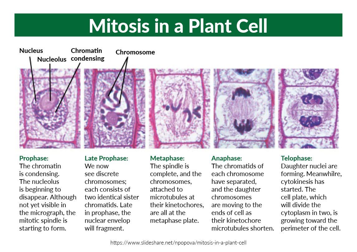 mitosis in plant cell