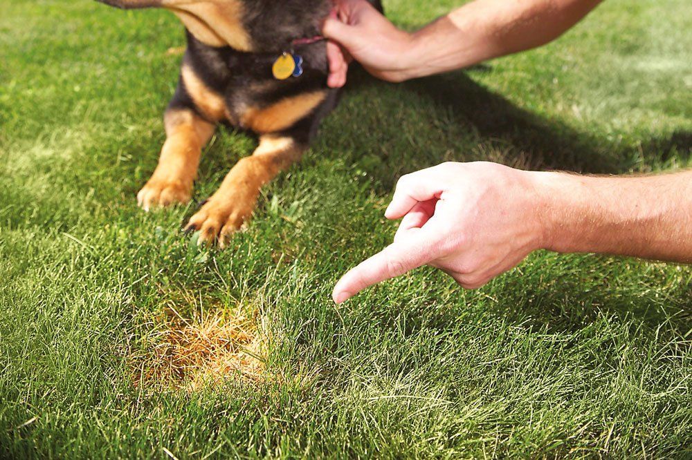 owner pointing at urea stain on grass to young puppy