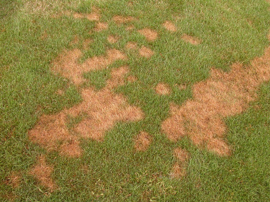 pythium blight dark brown on dark green grass
