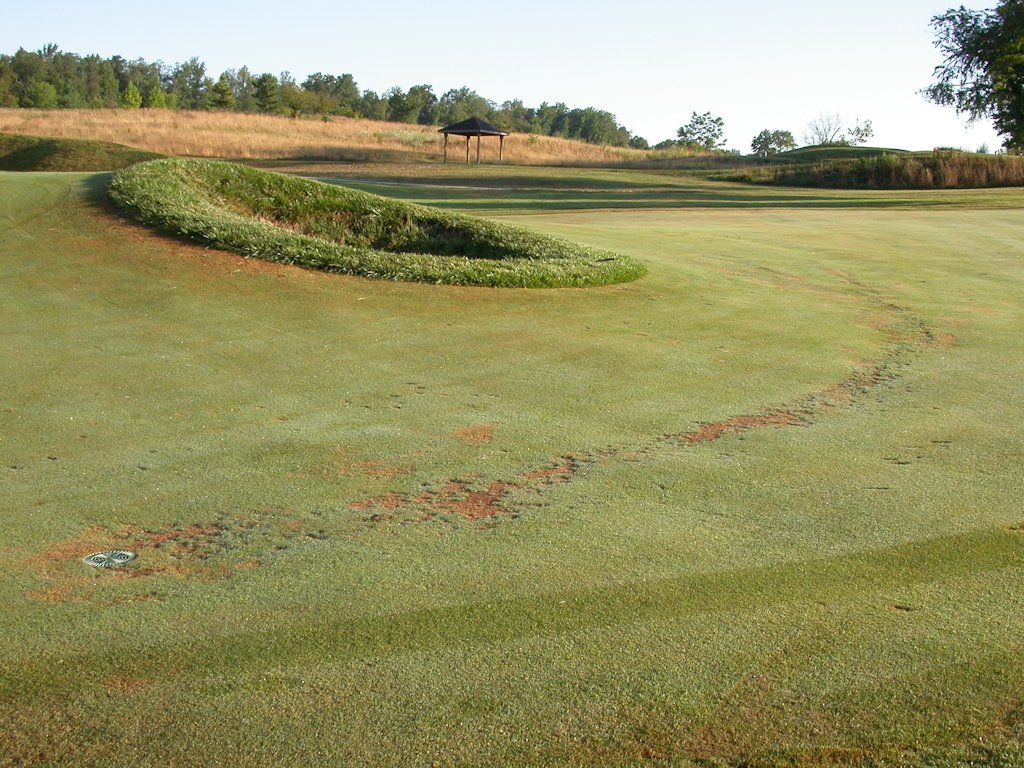 pythium blight spread by machine