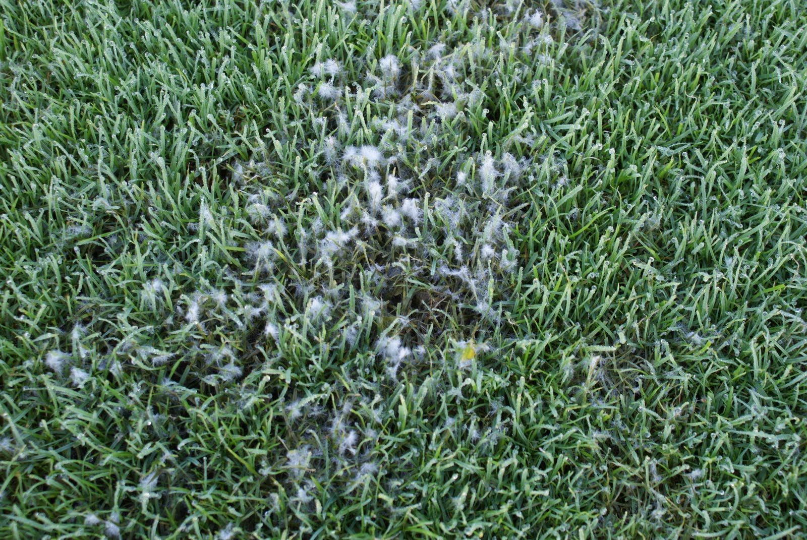 pythium blight white cotton like substance