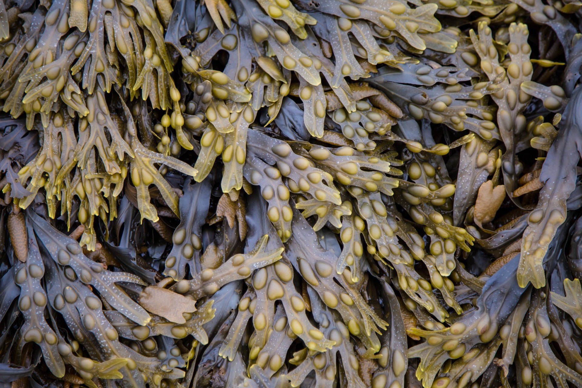Kelp Seaweed Extract