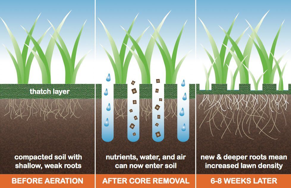 summer patch core aeration prevention chart