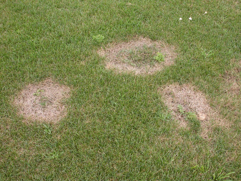 summer-patch summer disease light brown on green grass