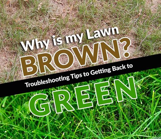 Why is my Lawn Brown?