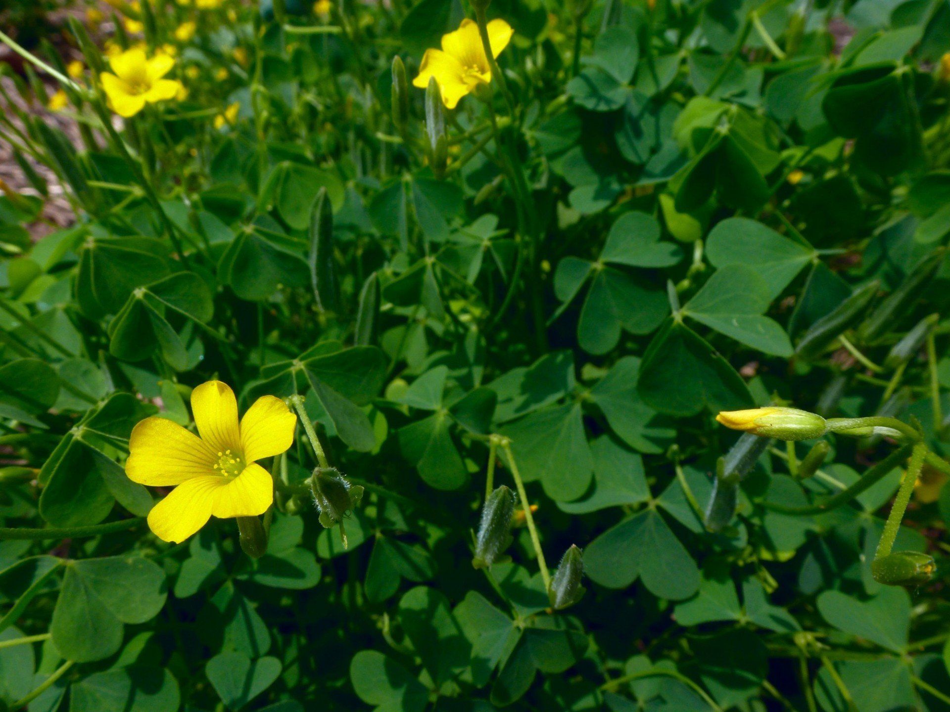 wood sorrel up close yellow flowers