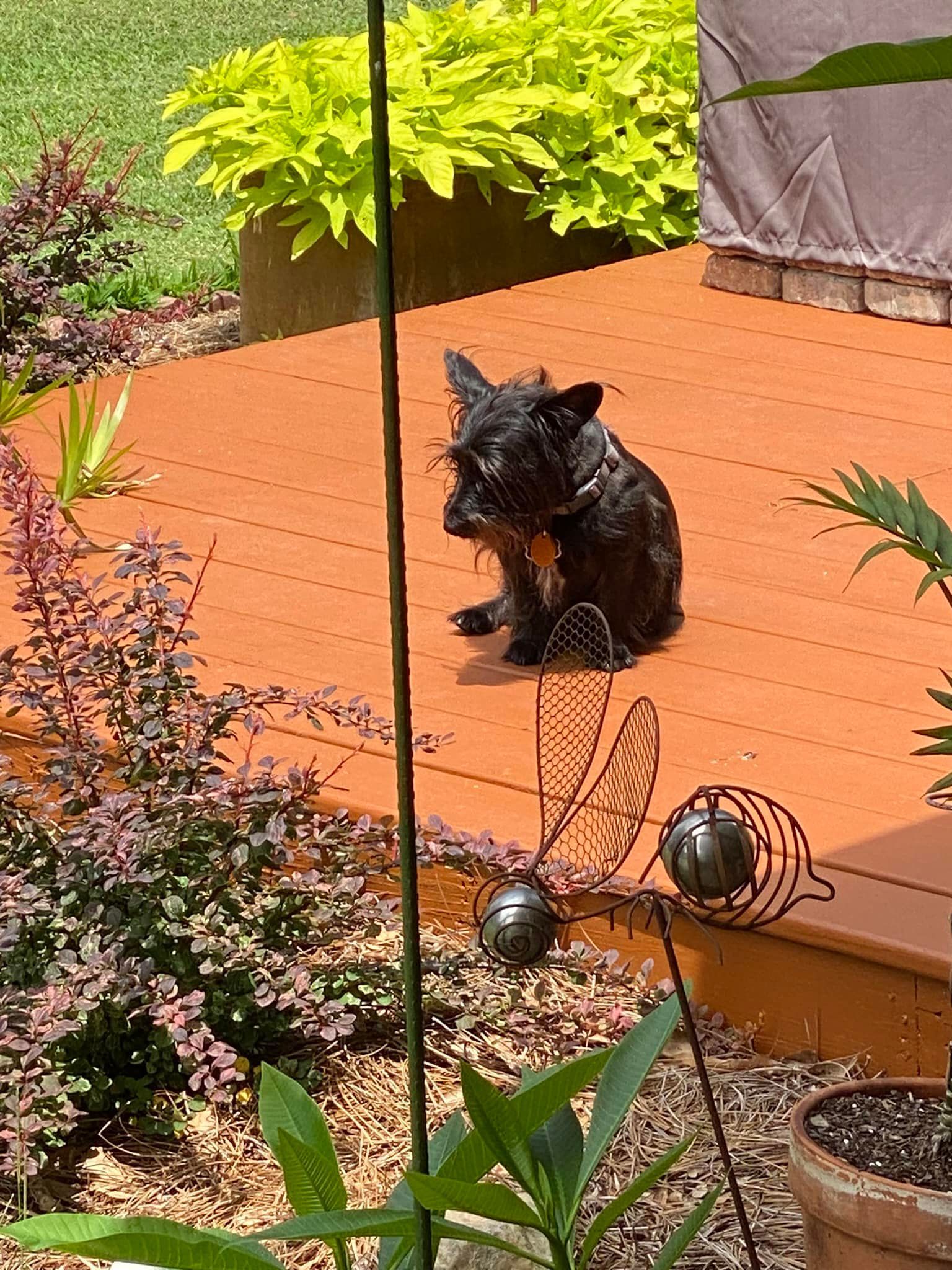 A small black dog is sitting on a wooden deck.
