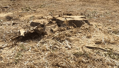 A tree stump is sitting in the middle of a field.