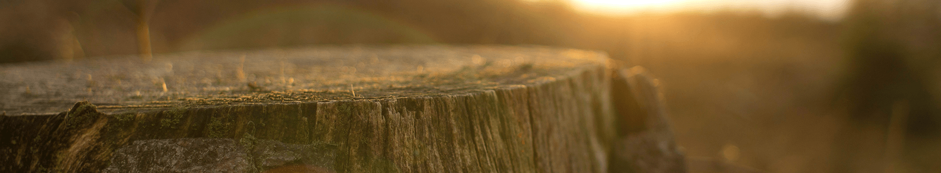 A close up of a tree stump with the sun shining through it.