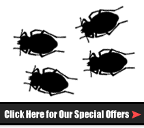 Special Offers, Pest Control and Bed Bug Removal Services in Secaucus, NJ