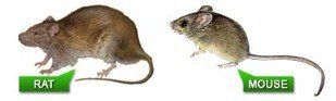 Rats, Exterminator Services in Secaucus, NJ