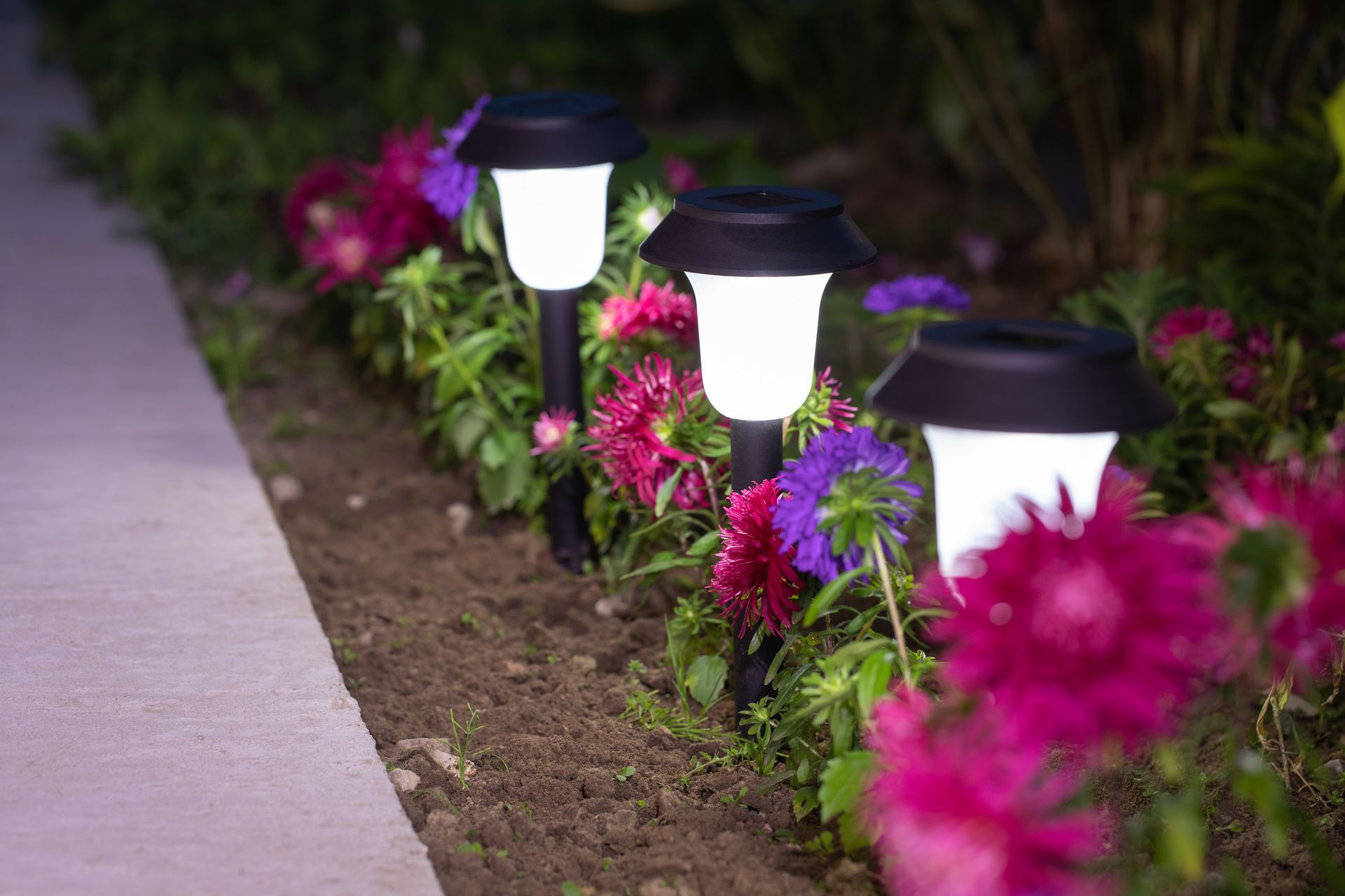 Solar path lights illuminate a flower bed of colorful dahlias beside a concrete walkway.