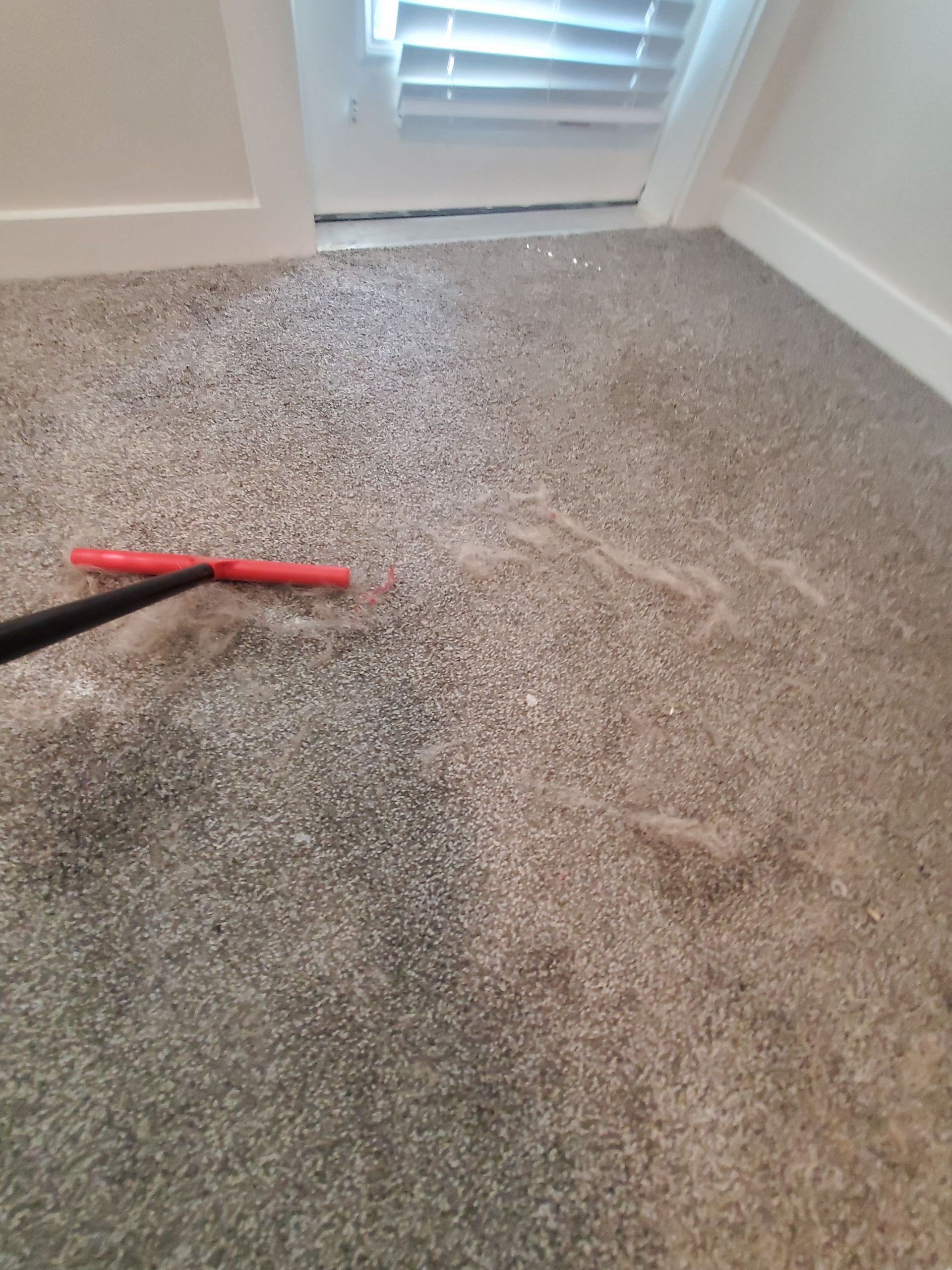 Pet Stain and Odor Removal Knoxville, TN