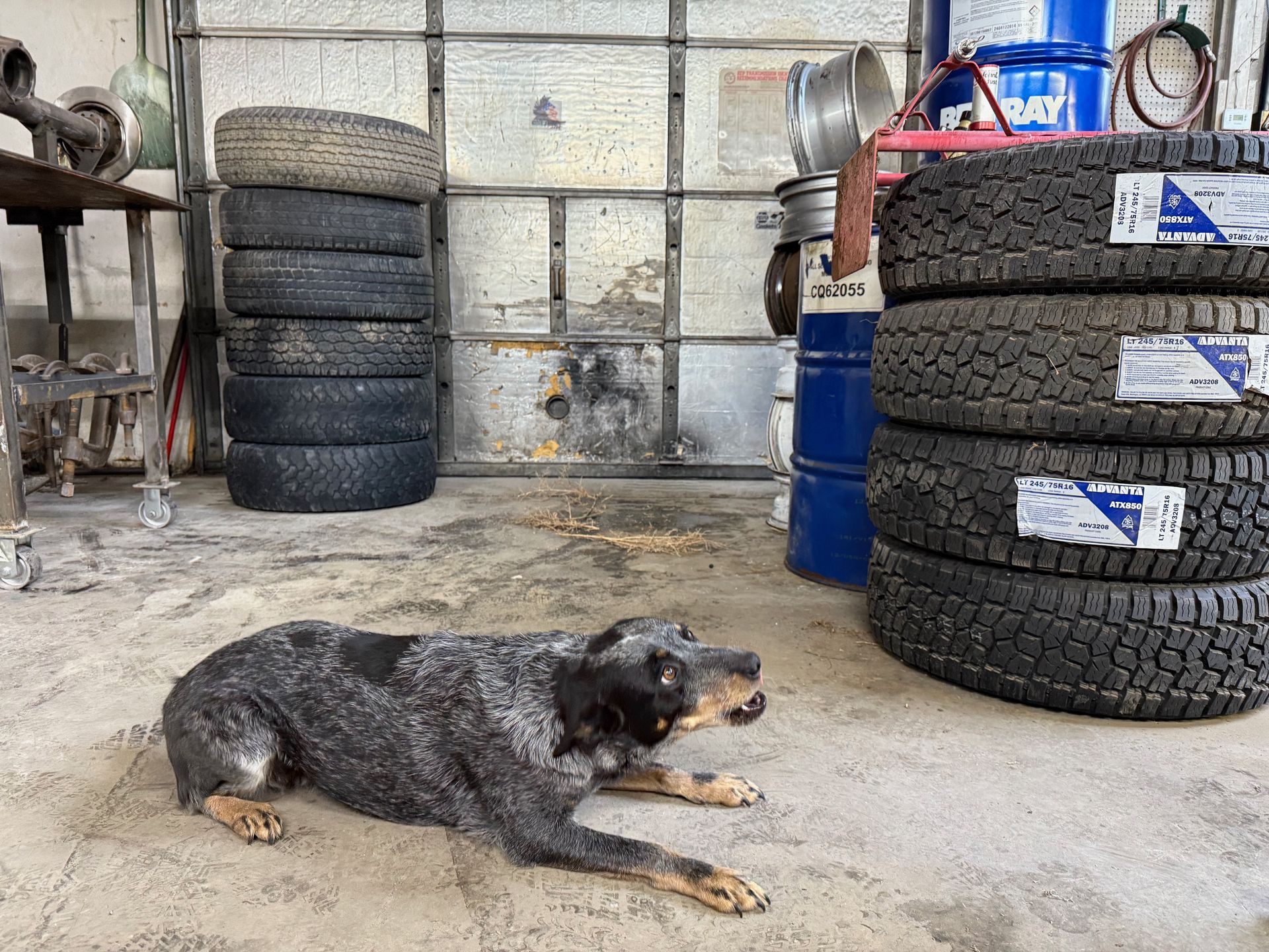 A dog is laying in a garage next to a pile of tires.