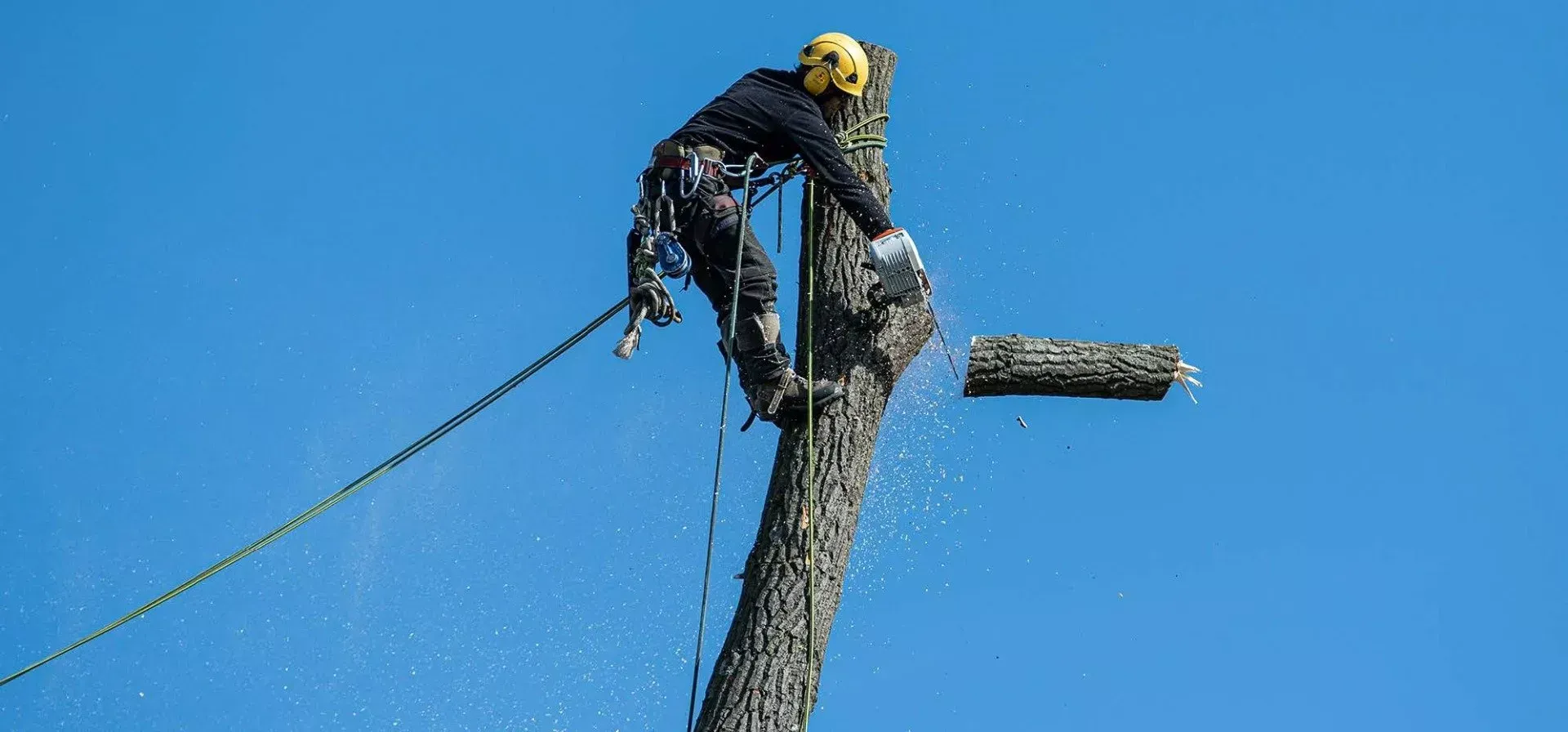 A man is climbing a tree with a chainsaw.